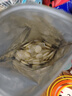 小鹿藍藍牛初乳奶貝貝 牛奶片奶貝兒童零食寶寶零食干吃奶片 【分享裝100?！?大袋 曬單實(shí)拍圖