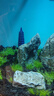 瘋狂水草青龍石假山石魚(yú)缸造景石材魚(yú)缸石頭觀(guān)賞石景觀(guān)石擺件天然原石頭 曬單實(shí)拍圖