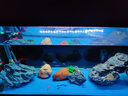 魚(yú)呼吸魚(yú)缸增氧泵養魚(yú)加氧氣泵 安靜充氧機充電攜帶便攜式戶(hù)外釣魚(yú) 氧氣管2米 曬單實(shí)拍圖