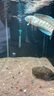創(chuàng)寧魚缸石英變頻加熱棒 CN-605-200W 低水位烏龜小型迷你自動恒溫器 曬單實(shí)拍圖