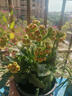 臨雅長(cháng)壽花盆栽四季開(kāi)花苗重瓣花高端名貴花卉綠植大全變色龍源頭直發(fā) 曬單實(shí)拍圖