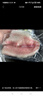 鮮京采 無(wú)抗鯛魚(yú)/羅非魚(yú)排800g/7-9片無(wú)保水魚(yú)片 低脂輕食 中秋燒烤火鍋 曬單實(shí)拍圖