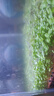 云峰海瑞黑殼蝦清潔蝦觀(guān)賞蝦 魚(yú)缸水族箱水草缸清潔除藻淡水 【清潔大師】70只/組+50只損耗 曬單實(shí)拍圖