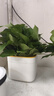 雙盟綠蘿盆栽除甲醛花卉綠植辦公室新房?jì)艋諝?80方形3盆源頭直發(fā) 曬單實(shí)拍圖