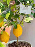 花賽香水檸檬樹(shù)苗盆栽老樁四季結果可食用室內陽(yáng)臺好養活花卉綠植 香水檸檬 3年苗當年結果 曬單實(shí)拍圖