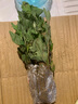 種花迷菊花盆栽植物開花大菊花帶花苞乒乓菊長壽花盆栽植花卉 龍爪菊（ 混色龍爪菊（苗5棵） 曬單實拍圖