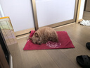 比瑞吉狗糧小型犬老年犬俱樂(lè )部系列山藥橄欖油果寡糖通用糧2kg7歲以上 曬單實(shí)拍圖