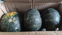 正宗貝貝南瓜老南瓜甜糯貝貝小南瓜寶寶輔食新鮮南瓜蔬菜生鮮 貝貝南瓜小果 2斤 帶箱 曬單實(shí)拍圖