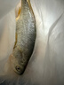 鴻順【冰鮮】黃花魚(yú)4條4斤 生鮮魚(yú)類(lèi) 寧德大黃魚(yú) 地標產(chǎn)品 源頭直發(fā) 曬單實(shí)拍圖