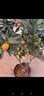 景琳涵脆皮金桔帶果發(fā)貨盆栽樹(shù)苗四季果樹(shù)可食用橘子苗脆皮金橘室內常綠 純甜脆皮金桔4年苗（馬上結果 適合新手種植） 曬單實(shí)拍圖