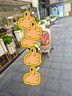 普洛可（PLAYKIDS）K5嬰兒推車(chē)新生輕便雙向可坐可躺四輪推車(chē)嬰兒車(chē) 抱抱熊 曬單實(shí)拍圖