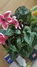意軒大苗仙客來(lái)盆栽室內(nèi)花卉 兔子花 花苗兔耳花蘿卜海棠帶盆帶花帶土 仙客來(lái)粉黛 曬單實(shí)拍圖