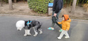 JULIUS K9胸背帶狗狗胸背可調節 大小型犬背心式防爆沖帶反光條 舒適版胸背 雷鬼風(fēng) size0體重14-25kg胸圍58-76cm 曬單實(shí)拍圖
