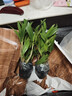 劉閣蘭花現帶花紅潑墨石斛盆栽秋石斛蘭花苗懶人花卉綠植四季開(kāi)花凈化空氣 精品水蜜桃石斛蘭 壯苗發(fā)貨 曬單實(shí)拍圖
