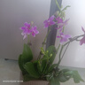歐芽  蝴蝶蘭盆栽帶花劍蘭花大苗客廳室內植物耐寒花卉好養活 雙梗帶花【紫水晶+育苗盆】 曬單實(shí)拍圖