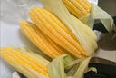 京鮮生云南水果玉米5斤 鮮甜玉米棒 甜脆多汁 新鮮蔬菜 源頭直發(fā)包郵 曬單實拍圖