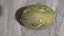 曉蜜25號爆甜哈密瓜新鮮現摘應季水果西州蜜 中小果（≥500g）5斤凈重2250g 曬單實(shí)拍圖
