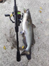 SHIMANO日本進(jìn)口魚(yú)線(xiàn)線(xiàn)PE線(xiàn)線(xiàn)路亞專(zhuān)用遠投線(xiàn)線(xiàn)超順滑中國紅8編大力馬魚(yú) 12編ygkPE線(xiàn) 線(xiàn)綠色200米【送真碳線(xiàn) 線(xiàn)】 0.6號 曬單實(shí)拍圖