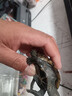 萌龜飼家中華黑腹金線(xiàn) 情侶一對草龜小烏龜活體水陸觀(guān)賞中華草龜墨龜活物 8-10厘米推薦 2只情侶龜 曬單實(shí)拍圖