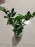 室內綠色盆栽山茶花樹(shù)苗 室內植物帶花冬花花卉 4年苗(開(kāi)花多) 曬單實(shí)拍圖