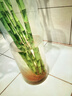 績(jì)光富貴竹轉運竹彎竹龍竹水竹開(kāi)運水養竹子帶根水培植物花卉室內綠植 不含盆 【帶根】轉運竹彎竹-80厘米-10棵 曬單實(shí)拍圖