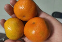 顧果鮮現貨廣西金秋砂糖橘應當季新鮮孕婦水果沙糖桔小蜜橘桔子柑橘整箱 9斤優(yōu)選裝凈重8.5斤 曬單實(shí)拍圖