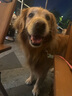 貴為（GiGwi）響紙獅子兩種發(fā)聲毛絨狗狗玩具耐咬解悶幼犬中小型犬寵物玩具 曬單實(shí)拍圖