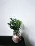 沭之美清香木胡椒木綠植辦公室盆栽綠植 小苗胡椒木【不含盆】源頭直發(fā) 曬單實(shí)拍圖
