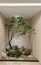 精品馬醉木綠植造景櫥窗植物室內仿真榕樹(shù)裝飾樹(shù)大型假樹(shù)簡(jiǎn)約景觀(guān) 定制尺寸 曬單實(shí)拍圖
