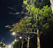 除草爛根劑強力除樹(shù)劑大樹(shù)爛根王大樹(shù)爛根劑樹(shù)死特傚效藥園藝肥料 大樹(shù)枯 100ml 1瓶 曬單實(shí)拍圖
