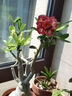 沙漠玫瑰盆栽重瓣花卉庭院植物耐旱室內四季陽(yáng)臺盆景懶人好養綠植 沙漠玫瑰【凱撒】3年老樁+加侖盆 曬單實(shí)拍圖