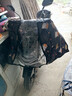 新款電動(dòng)車(chē)摩托車(chē)斗篷擋風(fēng)被護脖肩加大加厚貼身不漏風(fēng)防風(fēng)雨XB 黑色隨機圖案【加大斗篷款+護脖護肩+雙口袋】 曬單實(shí)拍圖