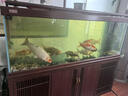 統一錦鯉飼料魚(yú)食育成金魚(yú)觀(guān)賞魚(yú)飼料錦鯉魚(yú)糧增色不渾水增體魚(yú)料主食 10kg【主食】大粒L大粒/7.5mm 曬單實(shí)拍圖