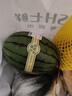 藤上熟吊秧小西瓜1粒1.25kg 曬單實(shí)拍圖
