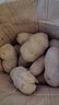 柏饞新鮮黃皮土豆現(xiàn)挖現(xiàn)發(fā)農(nóng)家自種黃皮黃心土豆馬鈴薯新鮮洋芋 黃皮土豆9-10斤帶箱 大果 曬單實(shí)拍圖