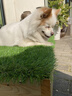 假草皮仿真草坪綠色地毯戶(hù)外人造塑料人工仿生室外隔熱圍擋足球場(chǎng) 2厘米新升級加密優(yōu)質(zhì)春草 【1米寬/1米長(cháng)】需要幾米長(cháng)拍幾米（整卷25米） 曬單實(shí)拍圖