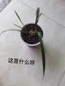 星雨香（XINGYUXIANG）基地清倉價(jià) 新店開(kāi)張 藍寶石 超香蘭花  四季開(kāi)花 養不死的好品種 仙山紅 2苗連體  帶黑色軟袋培育盆 曬單實(shí)拍圖