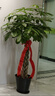 嘆為觀(guān)止大型植物發(fā)財樹(shù)各種大顆盆栽開(kāi)業(yè)喬遷客廳辦公室內好養大型花卉 辮子發(fā)財樹(shù)【1.7-1.8米】 含盆 曬單實(shí)拍圖