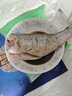 鮮活沖浪河鱸魚(yú)400-500g/條 曬單實(shí)拍圖