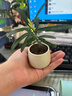八芽迷你盆栽綠植室內桌面辦公室好養花卉小盆景四季常青植物凈化空氣 羅漢松-白小雪梨盆-竹底托 帶盆栽好 曬單實(shí)拍圖
