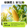 北大荒玉米糊375g*3袋組合裝非轉基因免煮粥粉粗糧谷物低脂早餐 曬單實(shí)拍圖