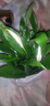 【熱銷(xiāo)款】白掌一帆風(fēng)順盆栽水培植物室內花綠植紅掌發(fā)財樹(shù)吸甲醛 【店主推薦】特級白掌6-8株帶花+早安盆+營(yíng)養液 曬單實(shí)拍圖