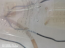 淡水河豚金娃娃觀賞魚(yú)斑馬狗頭魚(yú)除螺潛水艇魚(yú)可愛(ài)好養(yǎng)耐活呆萌 河豚2-3CM5只公母混搭五只 曬單實(shí)拍圖
