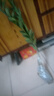 呆果丁脆皮金桔樹(shù)樹(shù)苗盆栽帶果室內外可食用南北方四季脆蜜橘子果樹(shù)果苗 脆皮金桔4年苗（馬上結果 適合新手種植）樹(shù)形優(yōu)美 曬單實(shí)拍圖