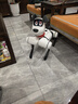 WEILAN BabyAlpha Chat Plus 星光白 蔚藍阿爾法機器狗  人工智能機器狗  AI機器狗 七夕禮品高端禮物 曬單實(shí)拍圖
