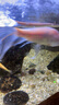 松寶（sobo）魚(yú)缸增氧泵氧氣泵增氧機家用養魚(yú)打氧泵增氧器AQ-305雙孔5W 曬單實(shí)拍圖