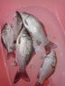 川澤無(wú)結快鎖線(xiàn)組成品主線(xiàn)組套裝日本進(jìn)口魚(yú)線(xiàn)主線(xiàn)強拉力綁好競技線(xiàn)組 4.5m【4卷裝】+收納盒剪刀 1.2號 曬單實(shí)拍圖