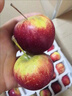顏曼箐東北龍豐果小蘋(píng)果新鮮當季孕婦水果酸甜果紅果順豐 60mm以下 3斤 珍珠棉獨立包裝 順豐 曬單實(shí)拍圖
