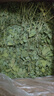 牛寵25年新草12A烘干紫花苜蓿草兔子草料幼兔荷蘭豬牧草糧食飼料720g 曬單實(shí)拍圖
