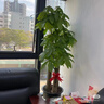 Only you【兩小時(shí)達】發(fā)財樹(shù)大型綠植花卉室內客廳辦公室開(kāi)業(yè)開(kāi)業(yè)喬遷送禮 步步高發(fā)財樹(shù) 曬單實(shí)拍圖